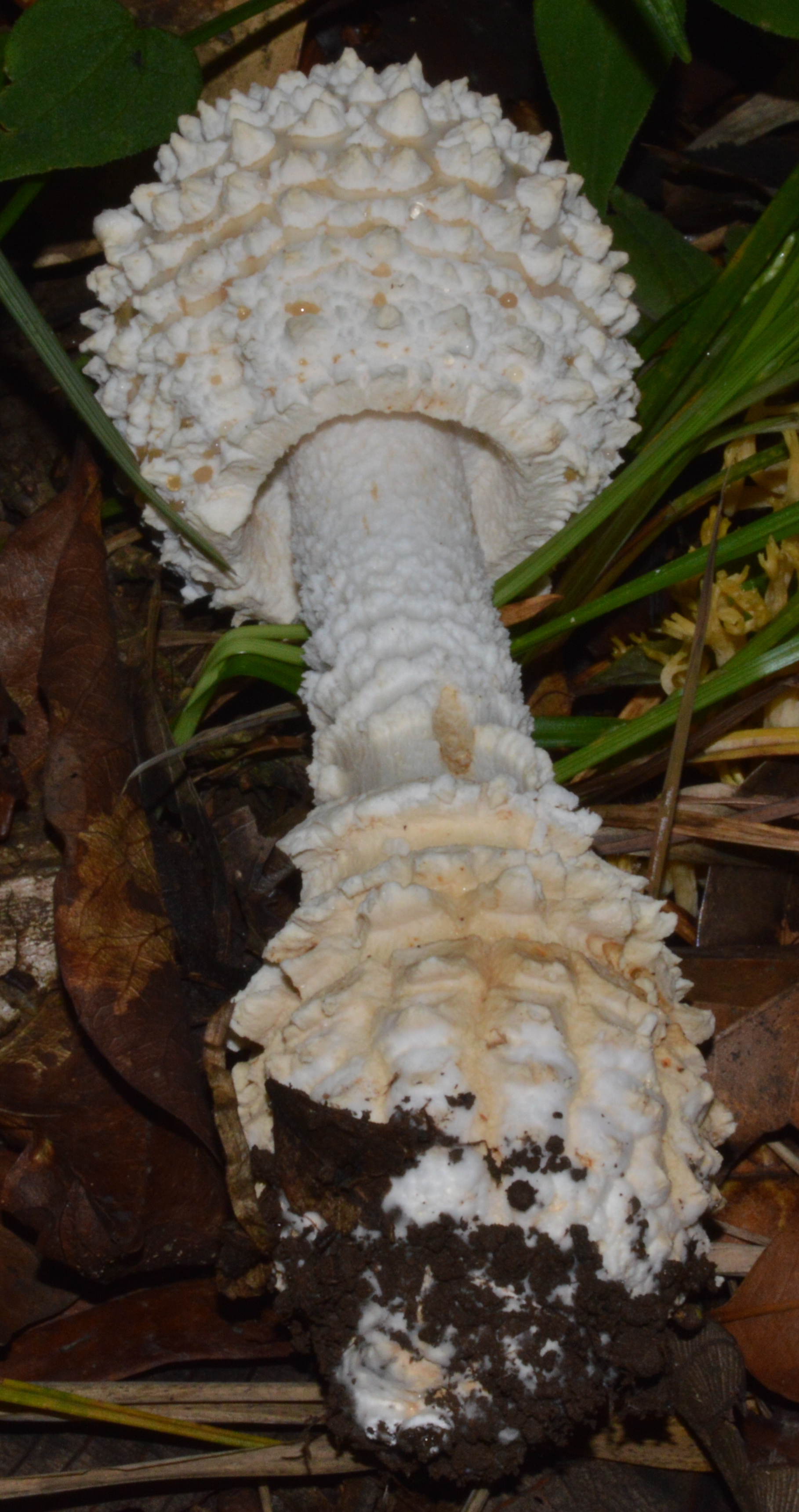 Amanita cokeri eFlora of India